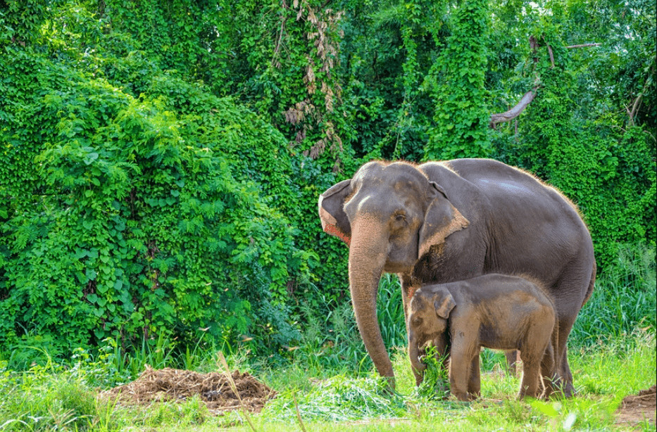 sadan vaelger du en etisk elefantoplevelse i thailand 1