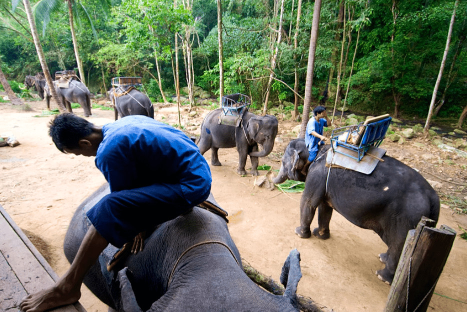 sadan vaelger du en etisk elefantoplevelse i thailand 3