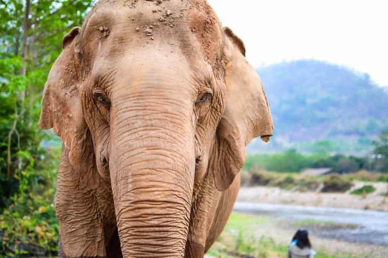 Ansvarlig turisme chiang mai